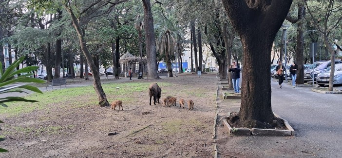 Savona, mamma cinghiale e cuccioli nei giardini del Prolungamento: intervento della polizia locale (FOTO)