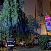 Crolla un salice ad Albissola: intervento di protezione civile e vigili del fuoco (FOTO) Crolla un salice ad Albissola: intervento di protezione civile e vigili del fuoco (FOTO)