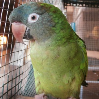 Pappagallo verde smarrito a Savona cerca i suoi proprietari