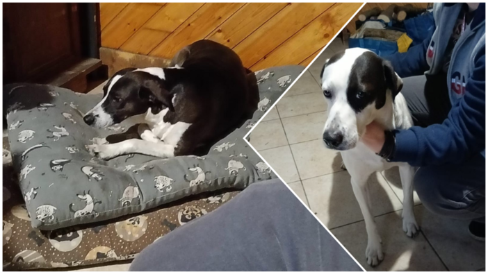 Amy e Lucky, fratello e sorella, cercano casa dopo la scomparsa del proprietario Amy e Lucky, fratello e sorella, cercano casa dopo la scomparsa del proprietario