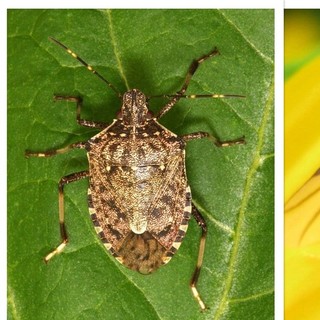 Vespa velutina, cimice asiatica, formica alata: i "nemici" dell'autunno nel Ponente Ligure