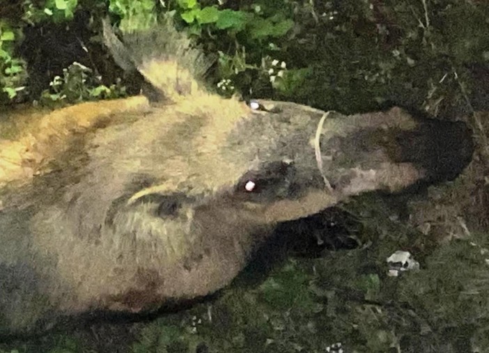 Cinghiale con il muso stretto da un cavo d’acciaio, la denuncia dell'Enpa: "Allarme bracconaggio a Vado Ligure"