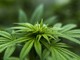 Decreto dà il via alla Cannabis a tavola. Coldiretti: "Grandi opportunità per le coltivazioni Made in Liguria" Decreto dà il via alla Cannabis a tavola. Coldiretti: "Grandi opportunità per le coltivazioni Made in Liguria"