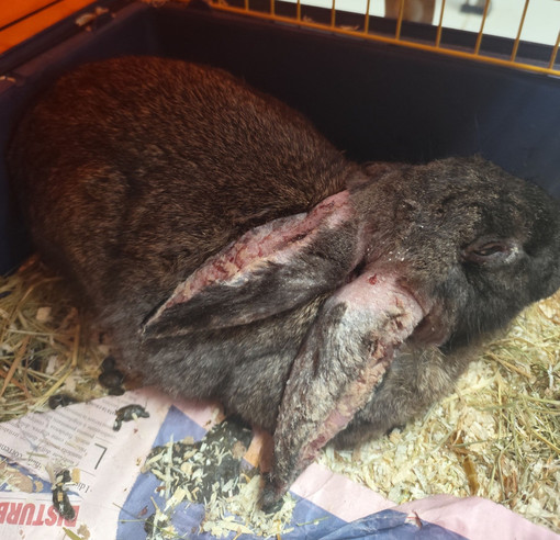 Carcare, giovane coniglio in gravi condizioni recuperato dall’Enpa