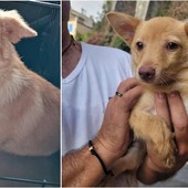 Savona, trovata una cagnolina senza microchip in via Famagosta: si cerca il proprietario Savona, trovata una cagnolina senza microchip in via Famagosta: si cerca il proprietario