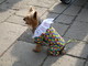 Rinviato il 1° Cane..vale di Carcare Rinviato il 1° Cane..vale di Carcare