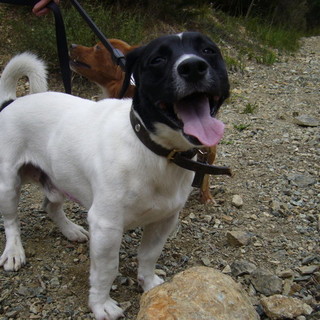 I cani adottati sfilano a Giusvalla per aiutare gli amici a quattro zampe a trovare una nuova famiglia