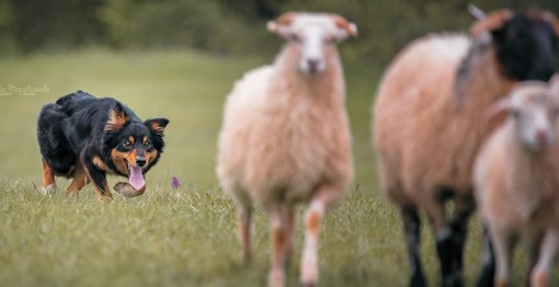 All'Antica Fiera del Bestiame di Carcare arriva la dimostrazione di "sheepdog"