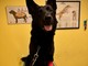 Savona, il cane poliziotto Rey dona il suo sangue e salva la vita di una cagnolina in difficoltà