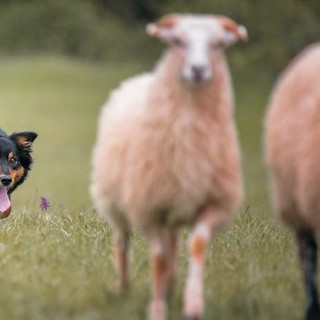 All'Antica Fiera del Bestiame di Carcare arriva la dimostrazione di "sheepdog"