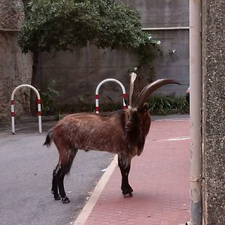 Montone a spasso per le vie di Finale: intervento della Polizia Municipale