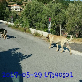 Smentito il "rischio cani inselvatichiti" a Gorra di Finale Ligure