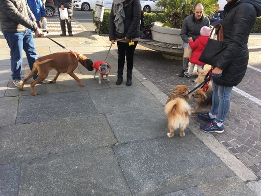 Tagli alle zampe dopo una passeggiata in Piazza Sisto: l'allarme lanciato da OSA