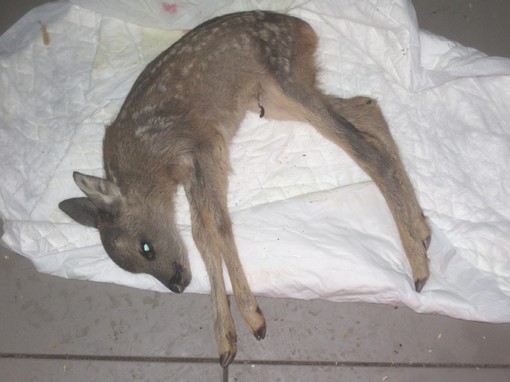 Un cucciolo di capriolo Un cucciolo di capriolo