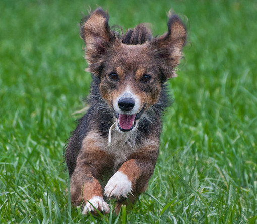 "La fa lui ma è tua!": il consiglio comunale giovanile di Carcare lancia una campagna per sensibilizzare i padroni dei cani