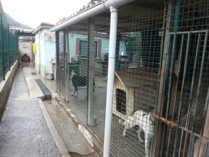 Il canile di Finale é "più veloce della luce": senza corrente, lo stabile continua a non essere consegnato