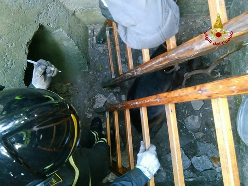 Capriolo cade in un pozzo a Spotorno, intervento dei Vigili del Fuoco