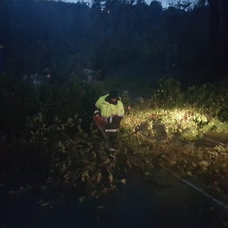 Innumerevoli alberi caduti a Stella: interventi della protezione civile e dei vigili del fuoco