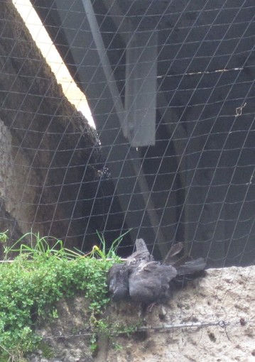 Uno dei colombi morti in via XX Settembre