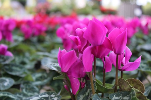 Sabato 19 e domenica 20 ottobre weekend si conclude il Garden Festival d’Autunno, l’evento promosso in tutta Italia da AICG