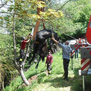 Cengio: spettacolare salvataggio di una cavalla finita nel fiume