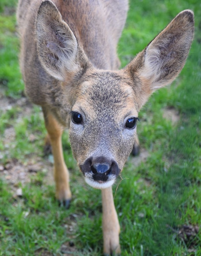 Vado Ligure, alla scoperta dell’Enpa e della sua attività sul territorio
