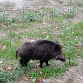 Peste suina, dopo mesi con nessun caso a Varazze riscontrata una nuova positività Peste suina, dopo mesi con nessun caso a Varazze riscontrata una nuova positività