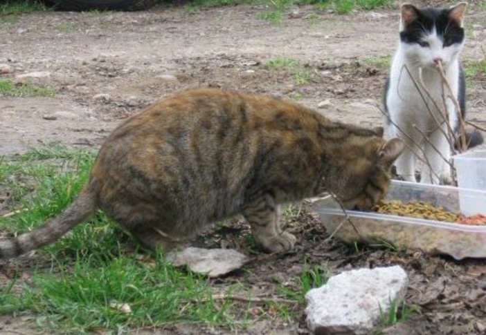 Savona, l'OSA lancia un appello: "Aiutiamo la colonia felina libera della Villetta"