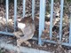 Savona, capriolo intrappolato in una recinzione: intervento dei vigili del fuoco