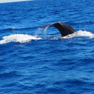 Le immagini spettacolari della "danza" di un capodoglio al largo di Pietra Ligure (FOTO e VIDEO)