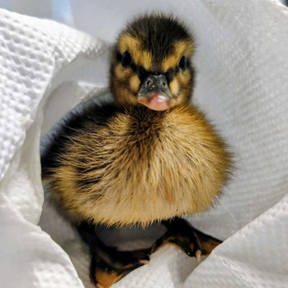 Solo, bagnato e al freddo: salvato a Vado un cucciolo di germano reale