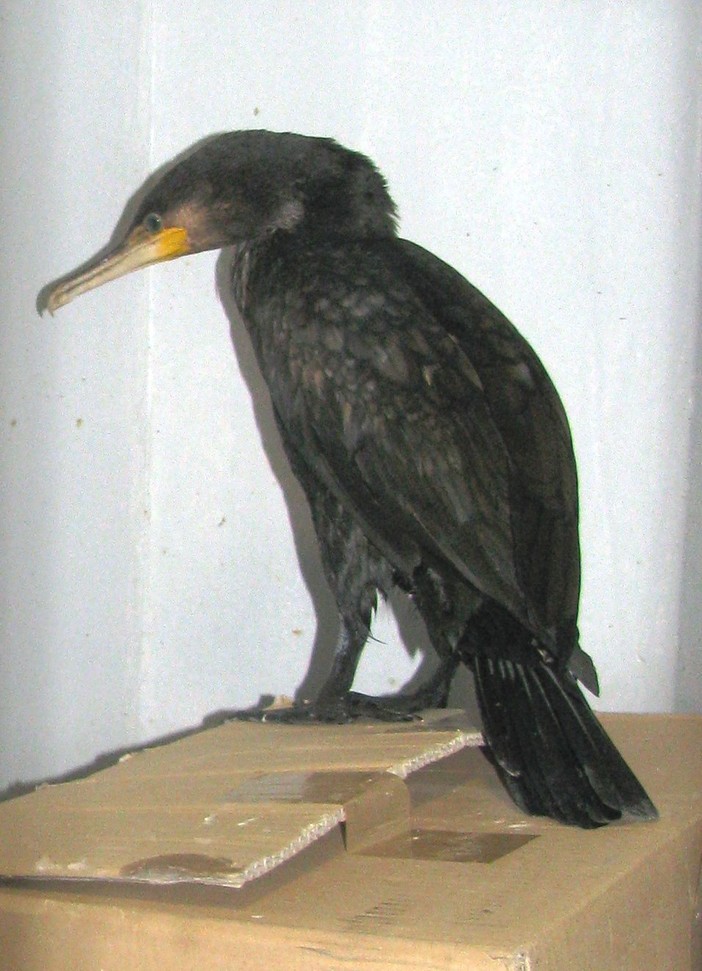 Cormorani in pericolo ad Osiglia. Enpa: "Colpevoli di mangiare i pesci" Cormorani in pericolo ad Osiglia. Enpa: "Colpevoli di mangiare i pesci"