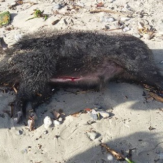 La mareggiata porta sulle spiagge cerialesi un cinghiale e una tartaruga (FOTO)