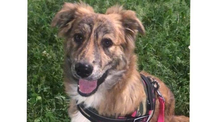 Savona, cagnolina smarrita in Piazza del Popolo: l'appello dei proprietari
