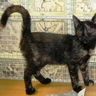 L'appello dell'Enpa: "Gattina tricolore cerca casa"