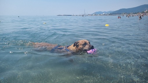 Estate da bollino rosso e afa, pericolo anche per i cani Estate da bollino rosso e afa, pericolo anche per i cani