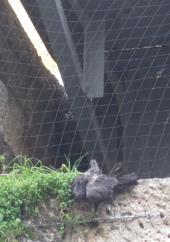 Uno dei colombi morti in via XX Settembre