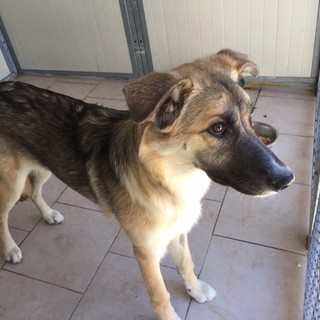 Canile stracolmo, impossibile accogliere altri cani