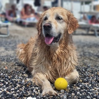 Giornata mondiale del cane festeggiata in spiaggia a Pietra Ligure
