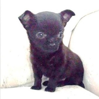 "Blade", il cucciolo di chihuahua rubato a Vado Ligure è stato ritrovato a Nizza