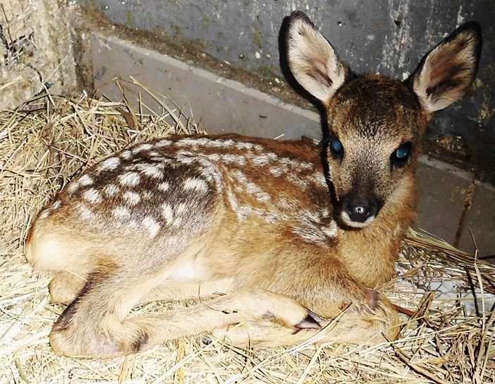 Caccia, l'Enpa attacca: "Dal 3 gennaio potranno essere uccisi i cuccioli e le madri di caprioli e daini"