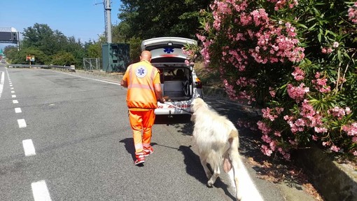 Savona, trovato in autostrada un caprone: rintracciato il proprietario (FOTO) Savona, trovato in autostrada un caprone: rintracciato il proprietario (FOTO)