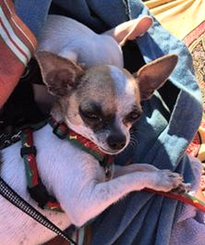 Cagnolina smarrita a Finale: il tam-tam social la riporta tra le braccia della proprietaria Cagnolina smarrita a Finale: il tam-tam social la riporta tra le braccia della proprietaria