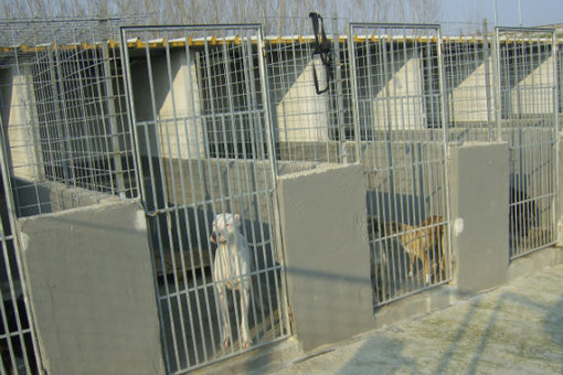 Alassio, il "Progetto Amici Animali" della Croce Bianca avvia una raccolta cibo per il canile di Enesi Alassio, il "Progetto Amici Animali" della Croce Bianca avvia una raccolta cibo per il canile di Enesi