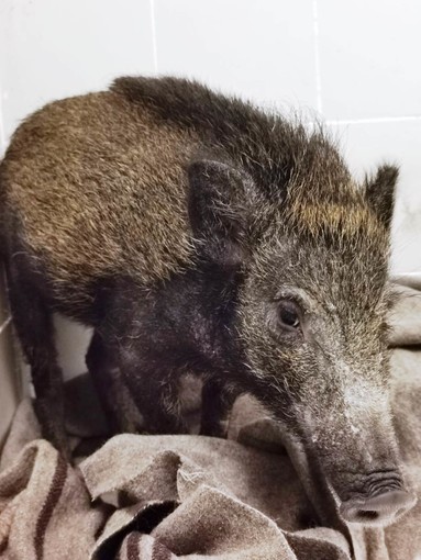 Non si trova più il cinghiale ferito con l'arco. OSA: "Potrebbe essere condannato a una terribile agonia"