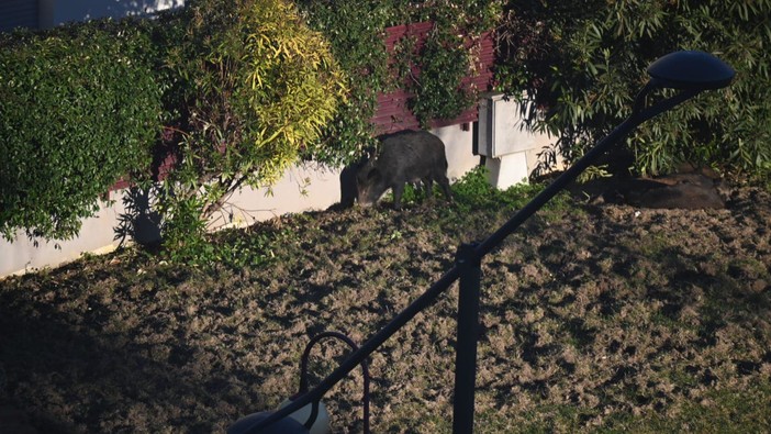 Facebook "Savona E'"