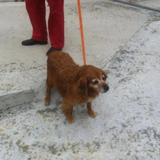Albisola Superiore, trovata cagnolina anziana, si cercano i proprietari
