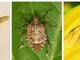 Vespa velutina, cimice asiatica, formica alata: i "nemici" dell'autunno nel Ponente Ligure