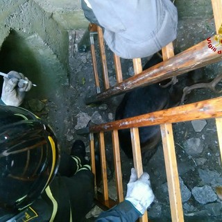 Capriolo cade in un pozzo a Spotorno, intervento dei Vigili del Fuoco