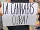 Cannabis terapeutica, i pazienti della Terapia del Dolore ancora in difficoltà: &quot;Nessuno riesce a prenotare e ritirare il farmaco&quot;